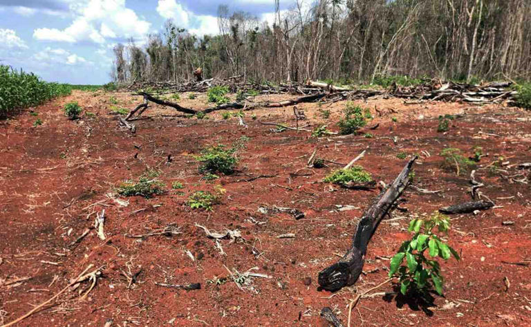 Profepa clausura 17 predios en la Selva maya con más de 3 mil hectáreas deforestadas por comunidades menonitas para siembra de monocultivos agroindustriales. Foto: Profepa
