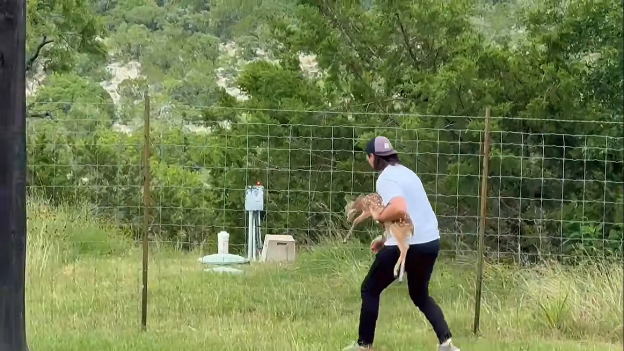 Man rescues fawn stuck in fence in Fredericksburg, Texas, USA<br><br>