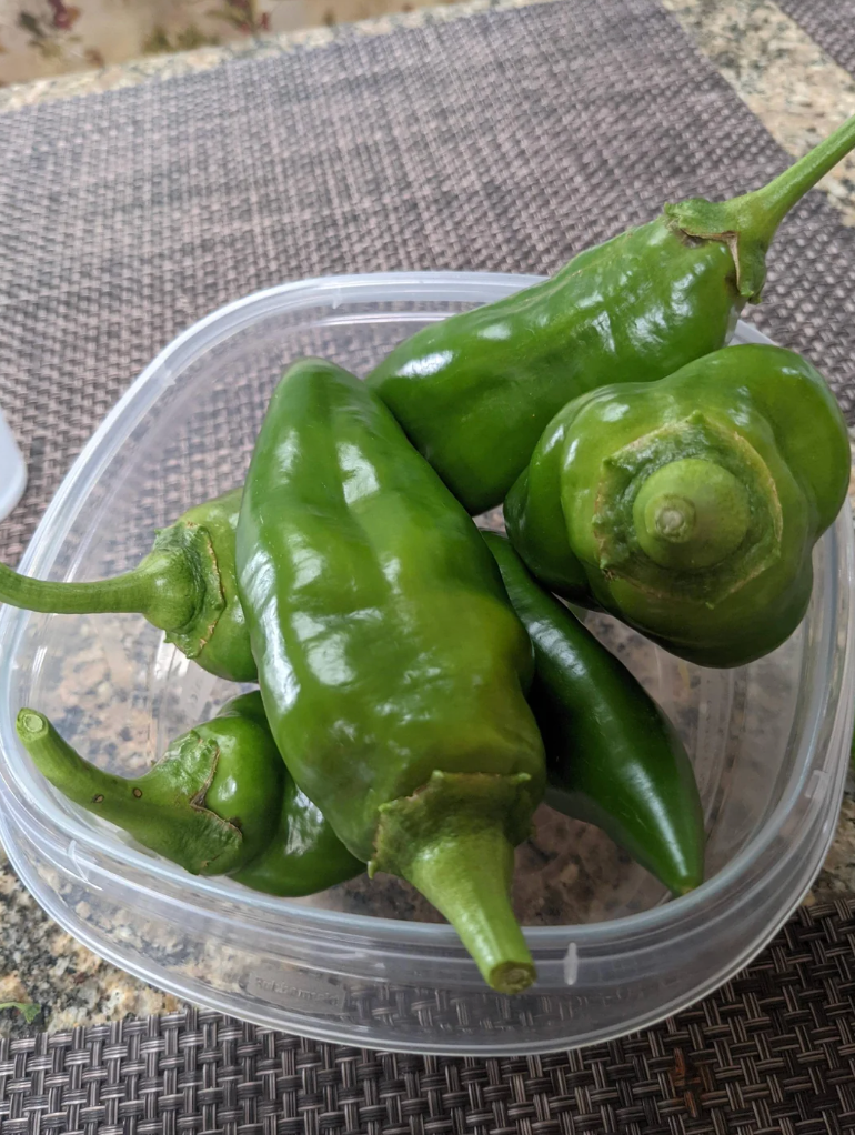 A container with several green peppers that appear to be a different type than the label indicated, causing confusion for the gardener
