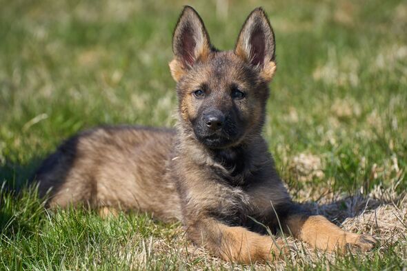 i-m-a-vet-and-there-are-five-dog-breeds-first-time-owners-should-avoid