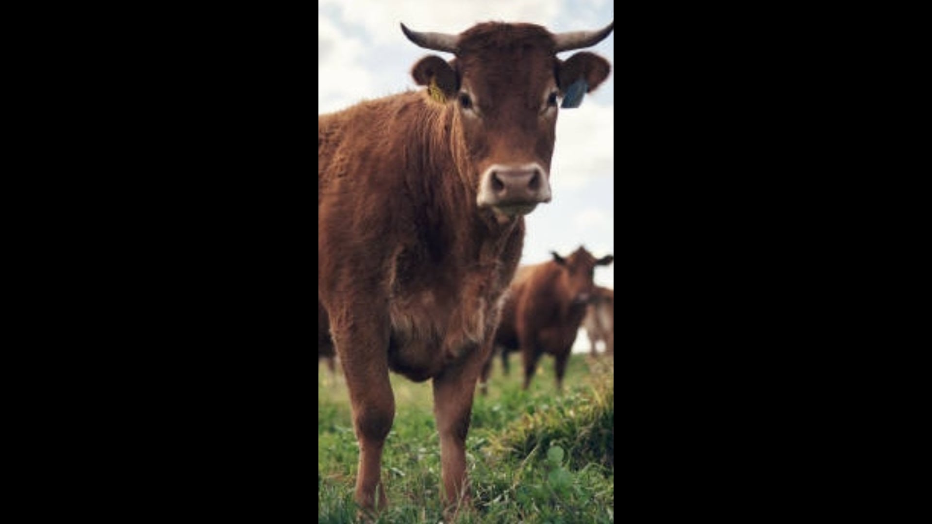 Há 12% Mais Vacas E Bois No Brasil Do Que Gente