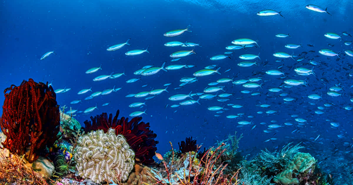 Scientists Find Golden ‘Orb’ on the Ocean Floor but Can’t Identify It