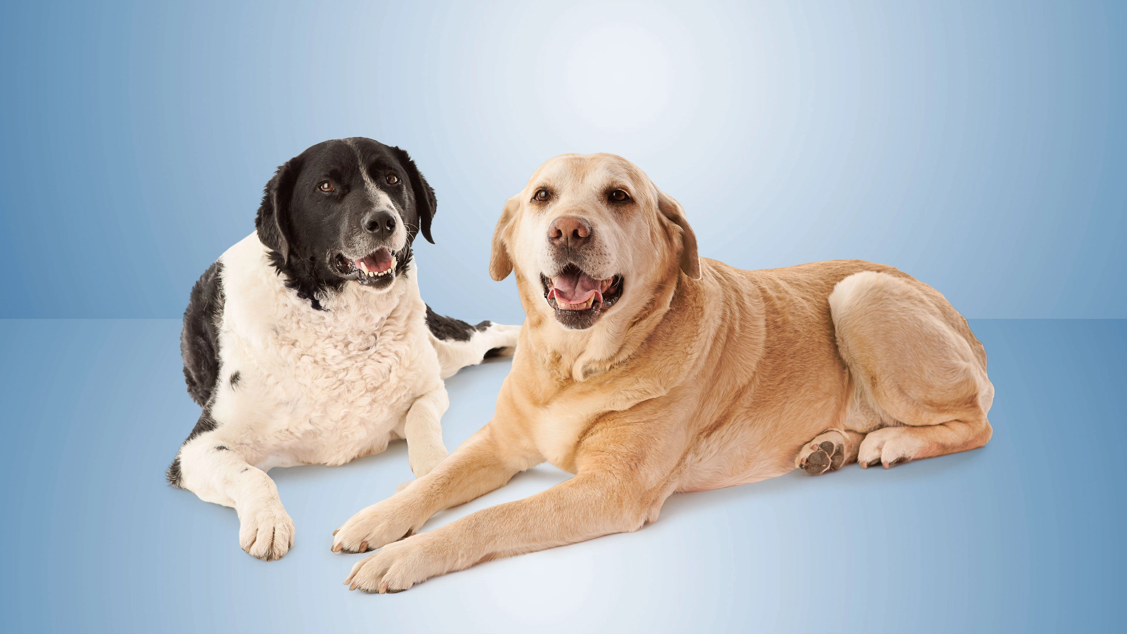Best multipet insurance plans of 2026