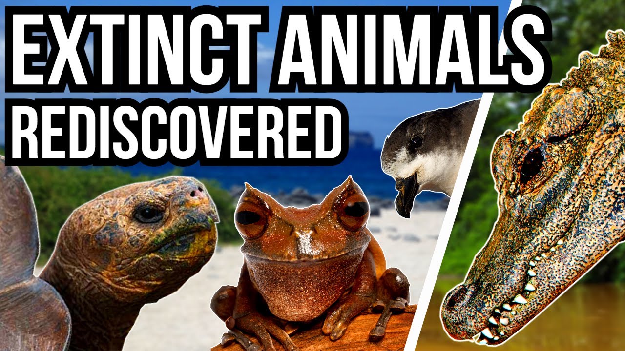 5 Supposedly Extinct Animals That Defied All Odds