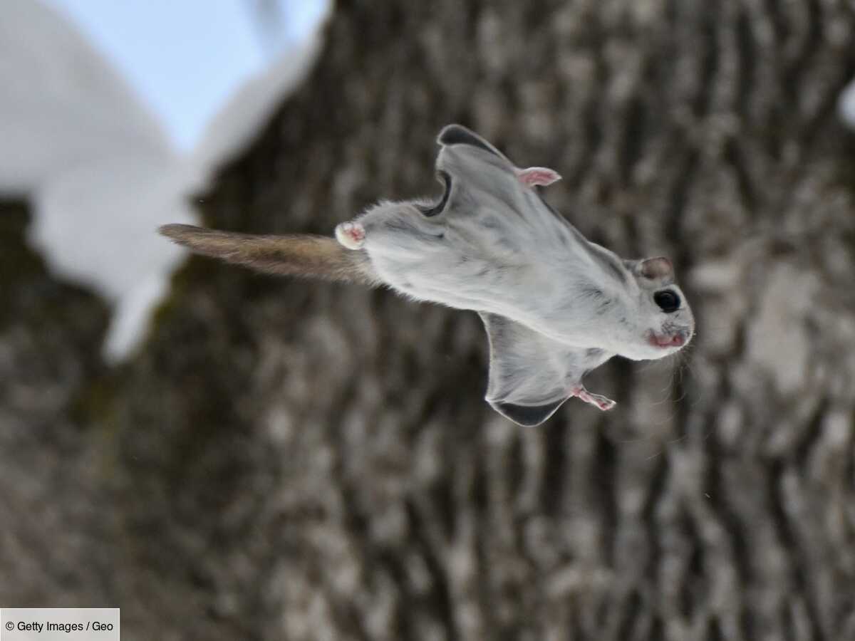 le-polatouche-un-cureuil-volant-et-luminescent