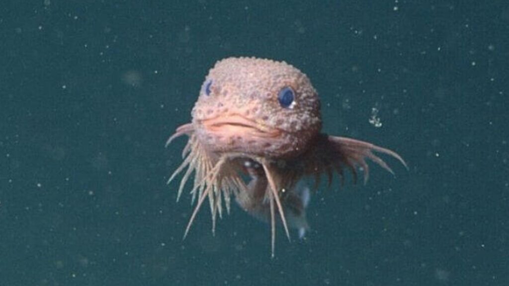 Underwater Technology Reveals New Species of Deep-Sea Snailfish