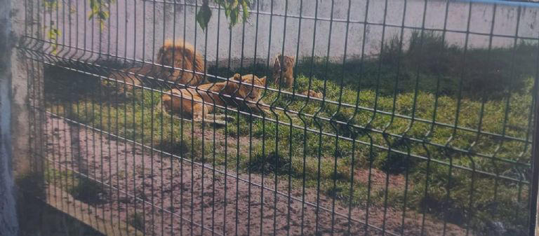 Semarnat resguardó a los cuatro ejemplares FOTO: Especial