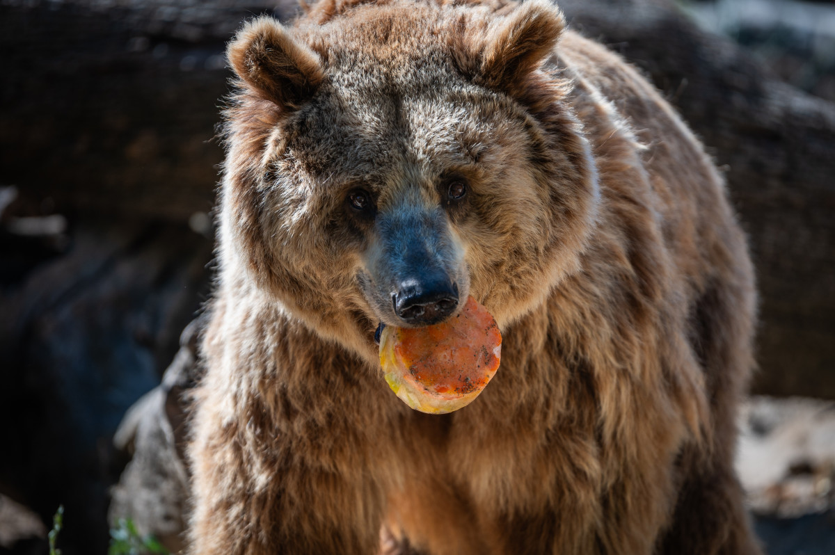 What Is Fat Bear Week? Here's What Everyone on the is Buzzing