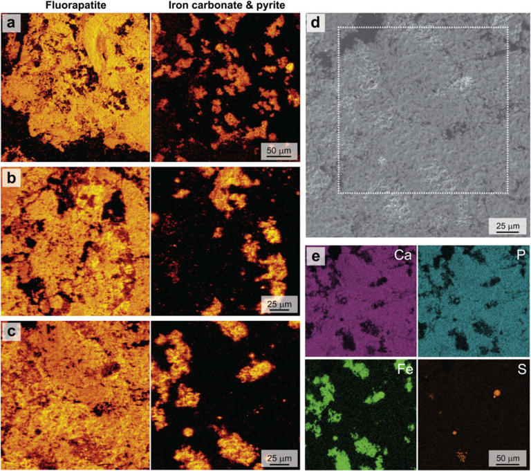 For 300 Million Years, Fossilized Poop Was Trapped in Stone — And It’s ...