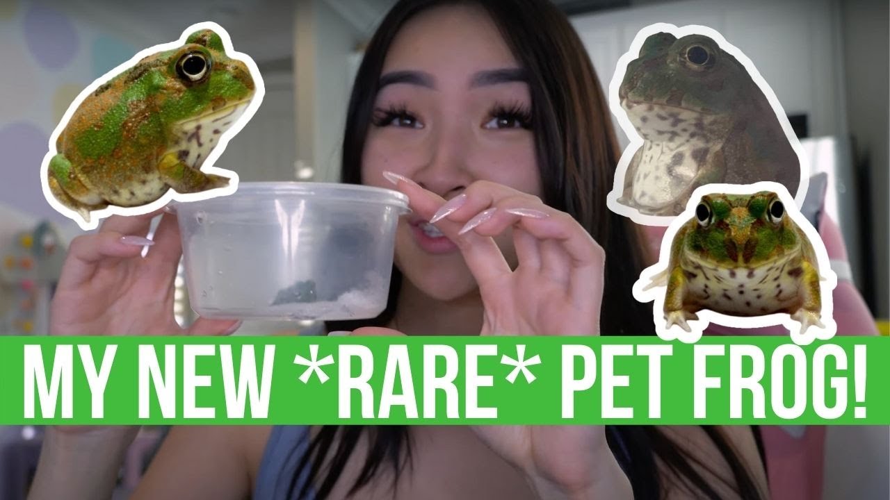 Tiny and adorable rare frog joins exotic animal family