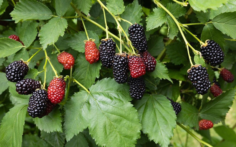 A folha da amora tem poder: aprenda como preparar o potente chá e veja os benefícios se consumir regularmente