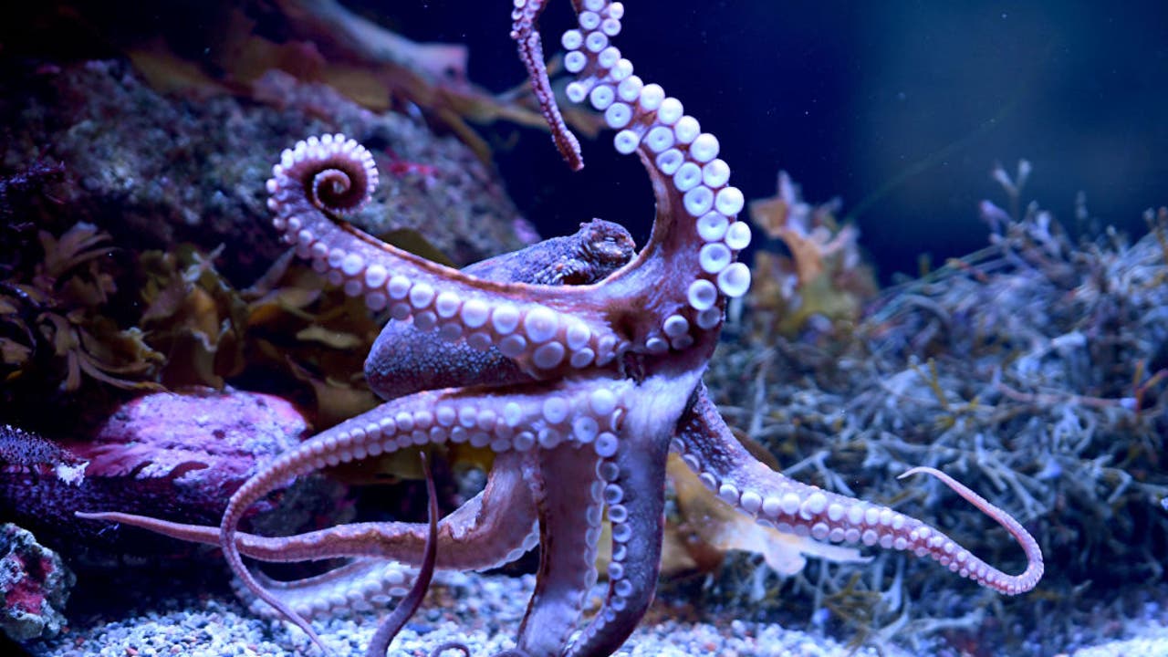 Beloved Aquarium of the Pacific octopus spends last days caring for ...