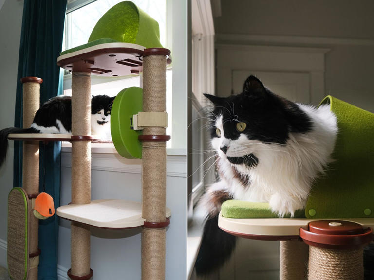 The 6 best cat trees for climbing, napping, and scratching