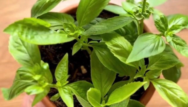 Gardener shares simple hack to grow seemingly endless supply of popular ...