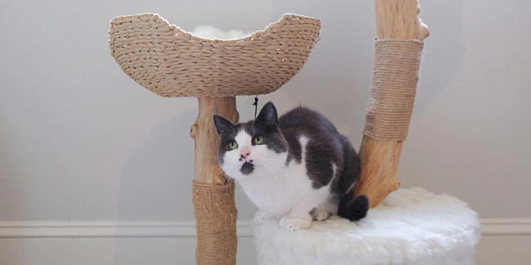 The 6 best cat trees for climbing, napping, and scratching