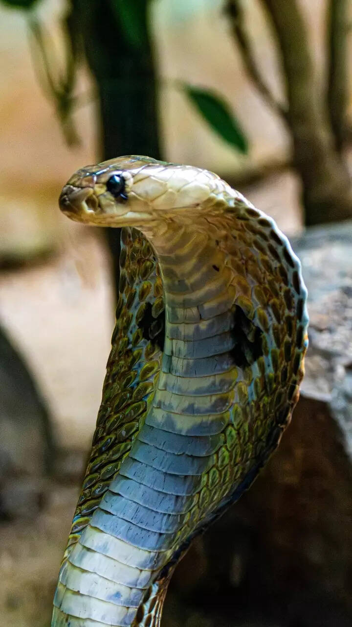 8 poisonous snakes in India and where to spot them