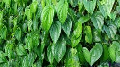 7 Manfaat Daun Sirih untuk Kesehatan Tubuh yang Wajib Diketahui