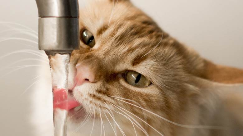 Adorable Photos Of Cats Who Are Totally Obsessed With Water