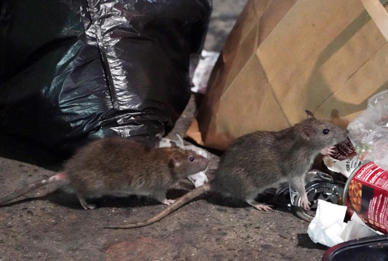 New York City rats are social beasts, even have unique accent, study finds