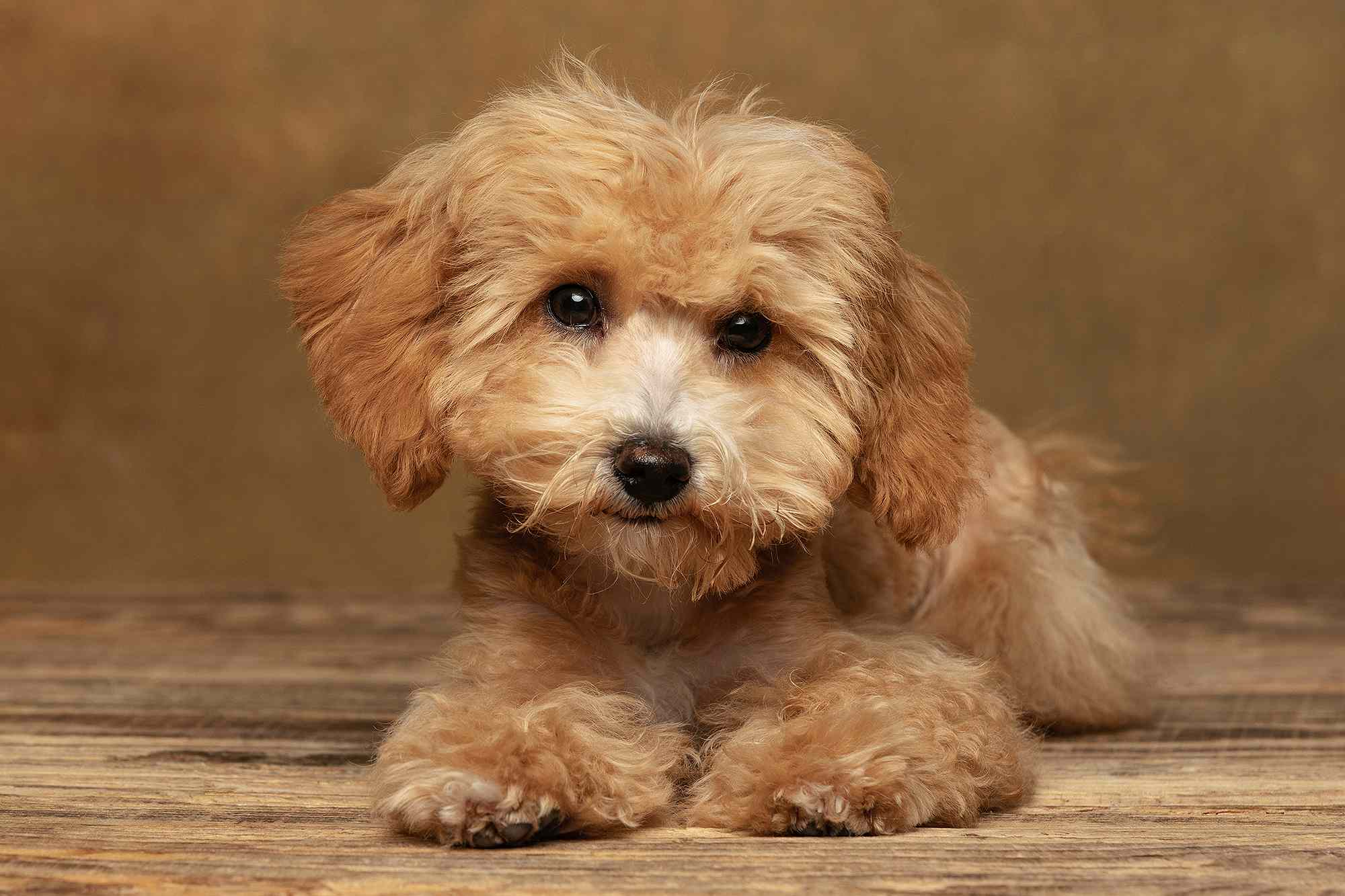 5MonthOld Puppy Dies from 'Severe Blood Loss' After Mauling Death by(01)