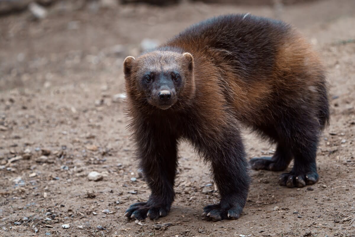 Big Fluffy Wolverine Enjoying Playtime With His Fish Ice Block Is the ...