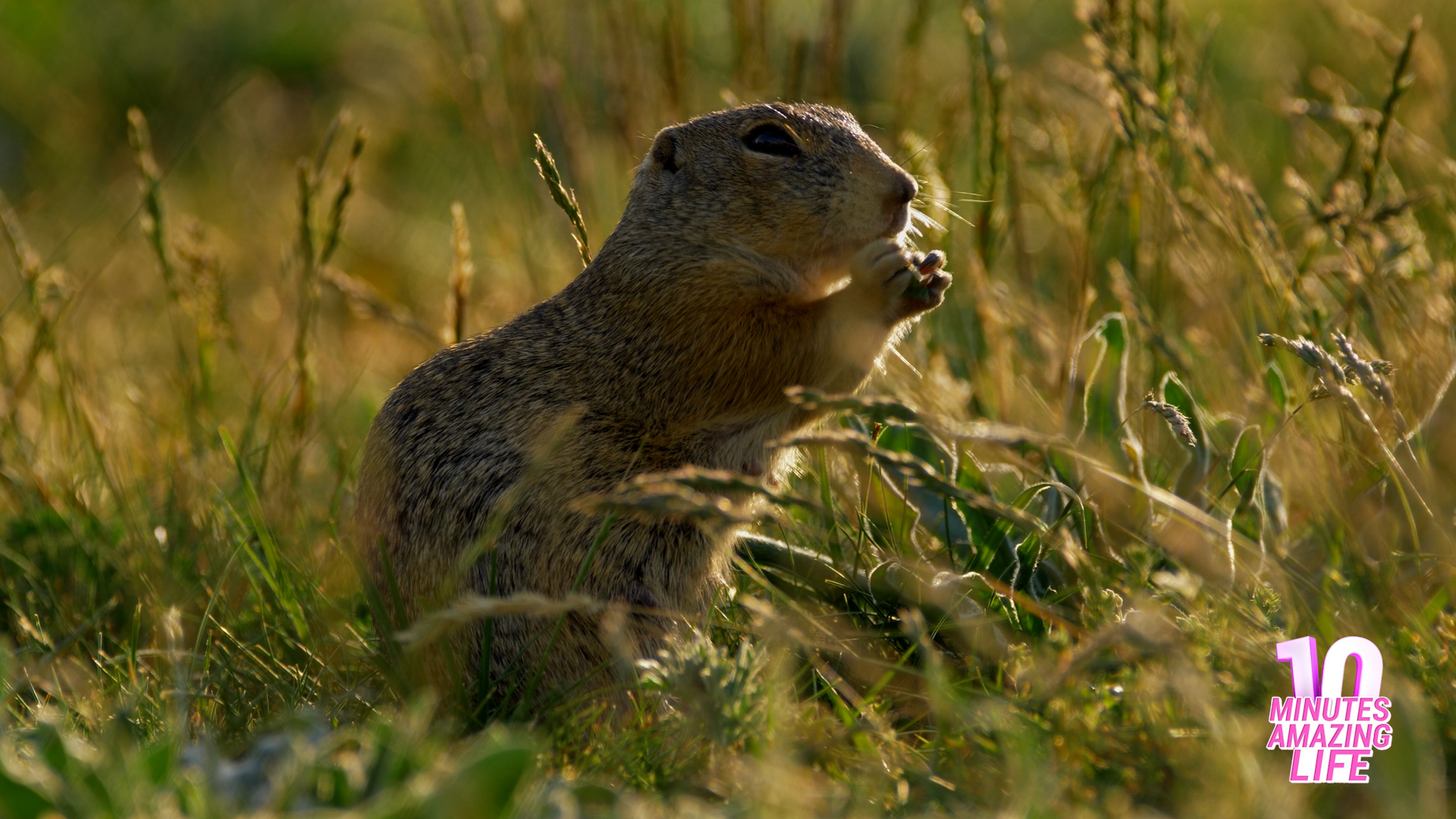 Ground Squirrel Feeding