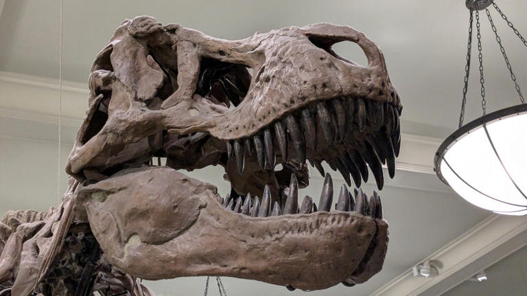 This Awesome, Family-Friendly Activity Is Back At The Museum Of Natural ...