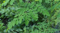 7 Manfaat Daun Kelor untuk Kesehatan, Awet Muda dan Lancarkan ASI