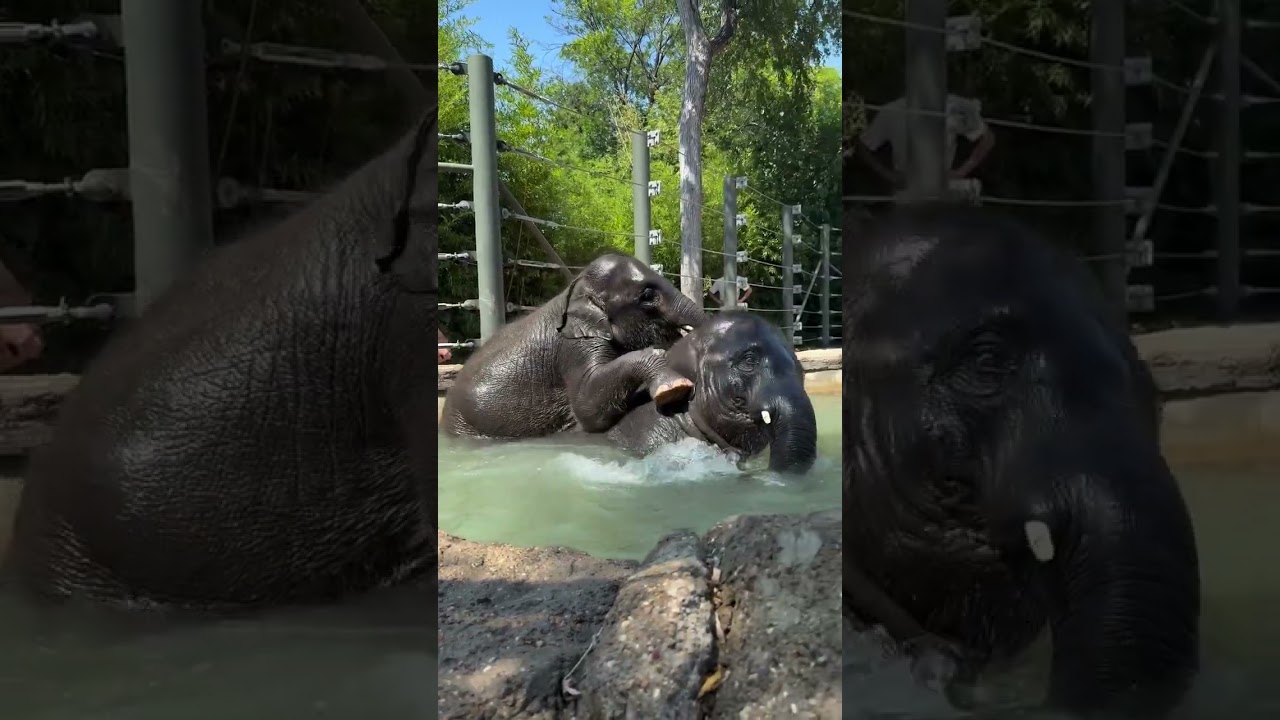 This elephant's swimming session comes with a surprise piggyback ride