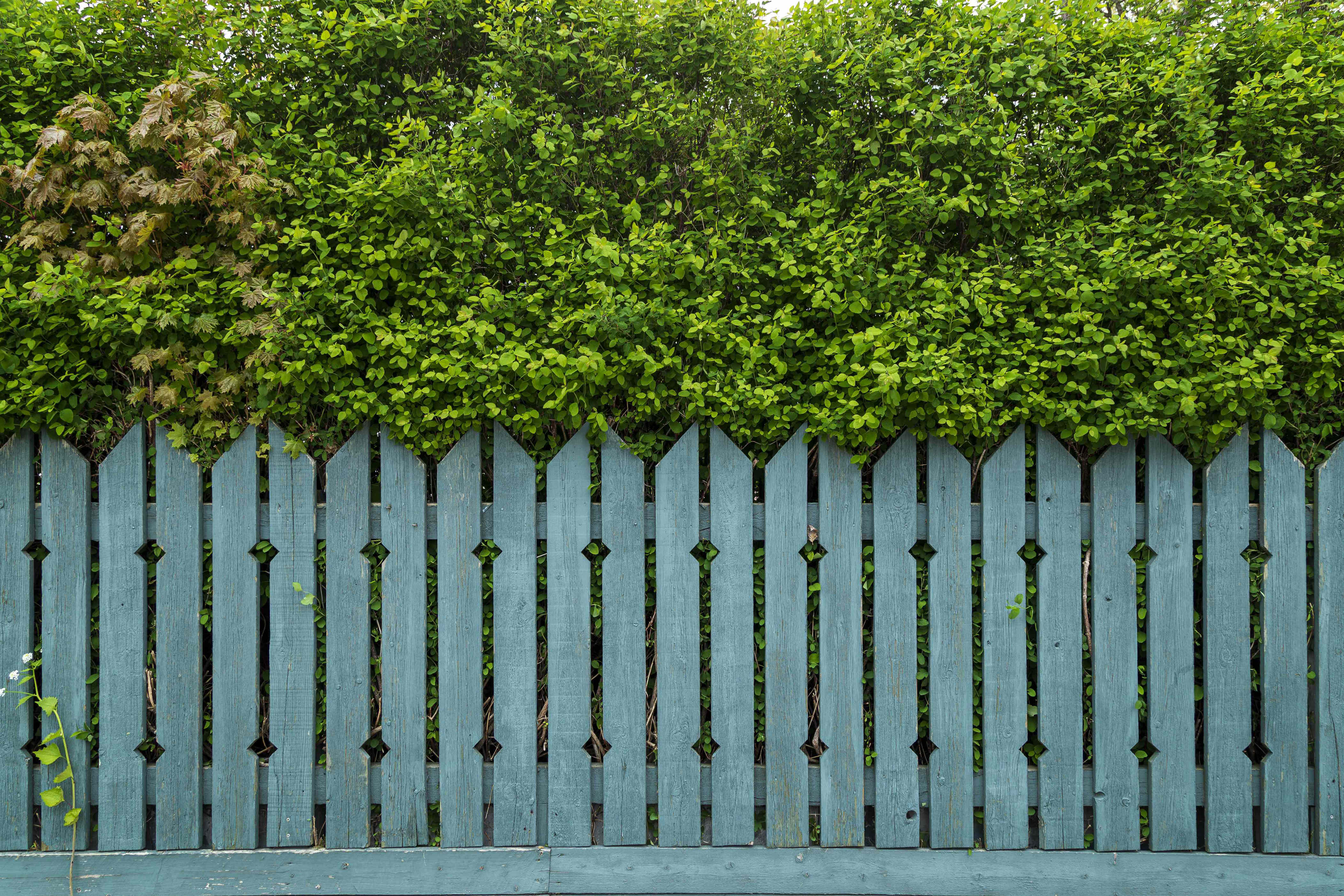 Can you paint your side of your neighbor’s fence? Here’s what to know
