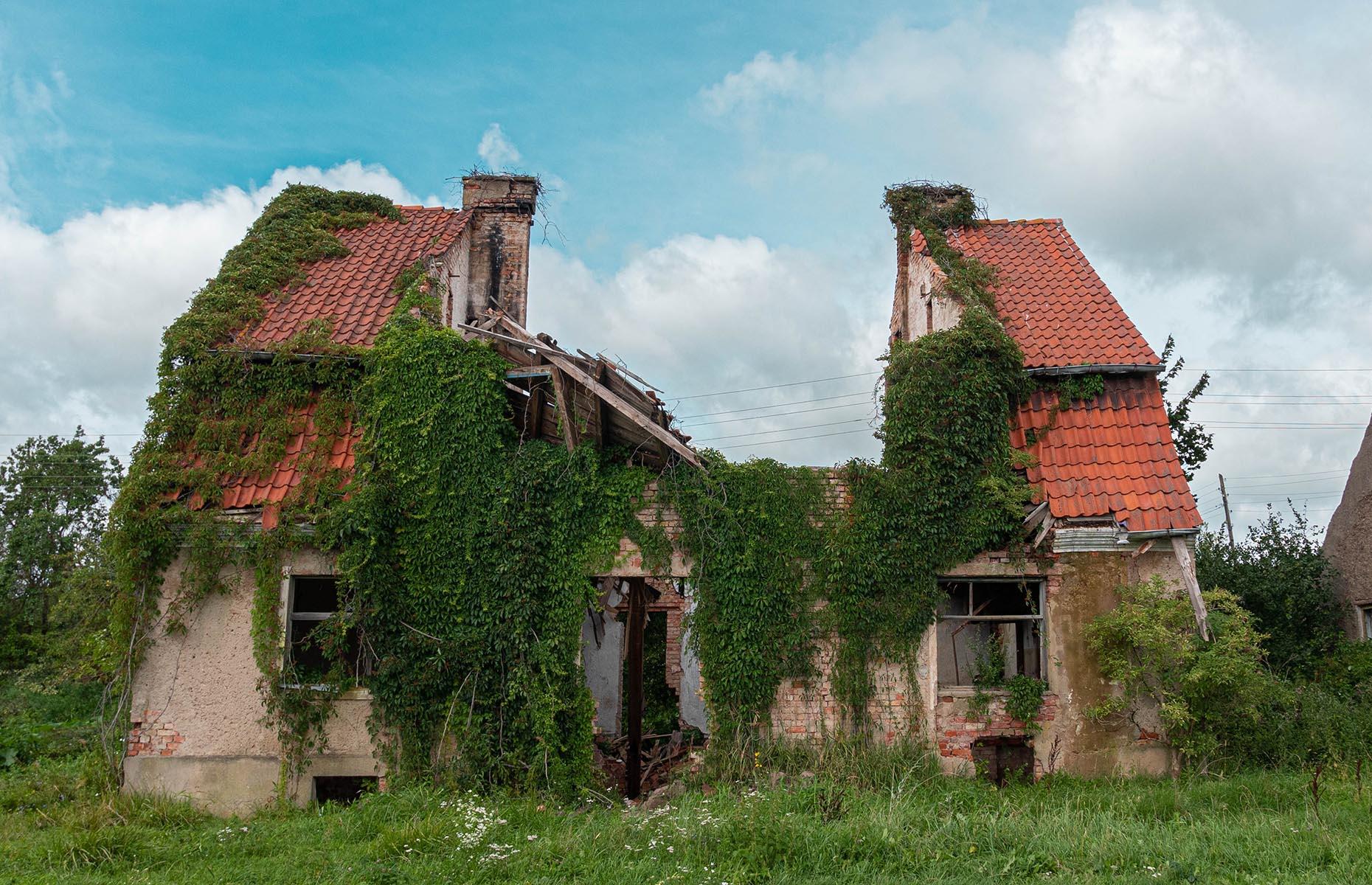 12 invasive plants that could seriously damage your home
