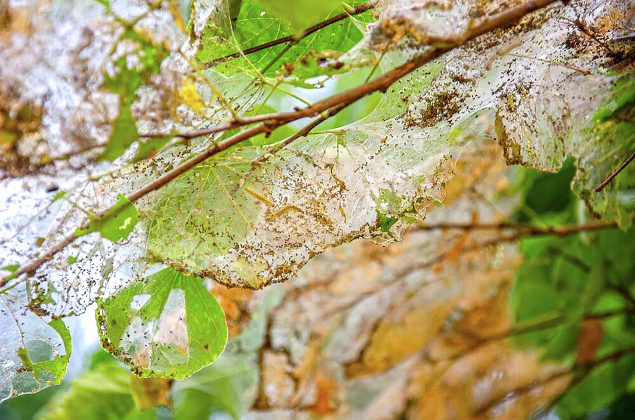Webs in trees: The life and impact of fall webworms