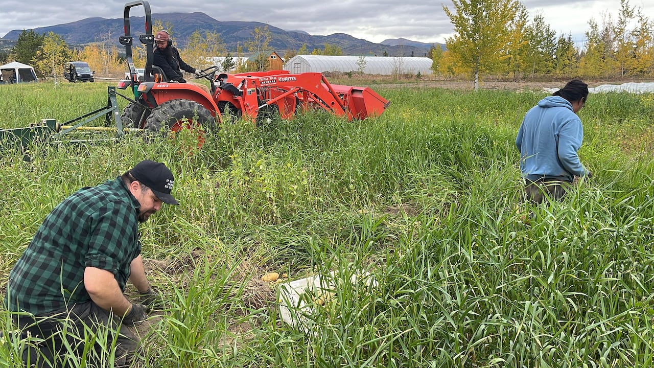 Kwanlin Dün First Nation finishes 1st successful harvest at new farm