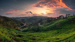 6 Tempat Camping Menarik di Pangalengan dengan Pemandangan Danau dan Perkebunan Teh