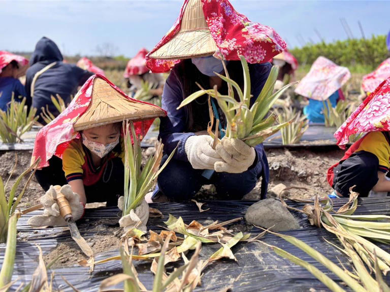 課程設計上，鳥松幼兒園結合專家學者、家長與社區資源，規畫「與旺萊初相遇」、「旺萊美創之旅」、「旺萊香愛傳遞」三大軸線，孩子們從實地探察中提出問題，再回到教室探究與驗證，最後將成果分享至家庭與社區，展現自主學習與多元智能的發展。（高雄市教育局提供／林雅惠高雄傳真）