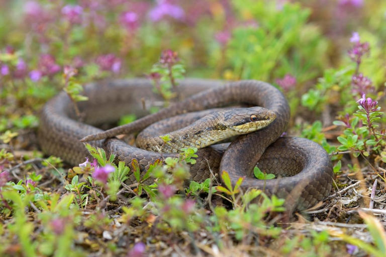 Snakes that live in the garden and how to identify them
