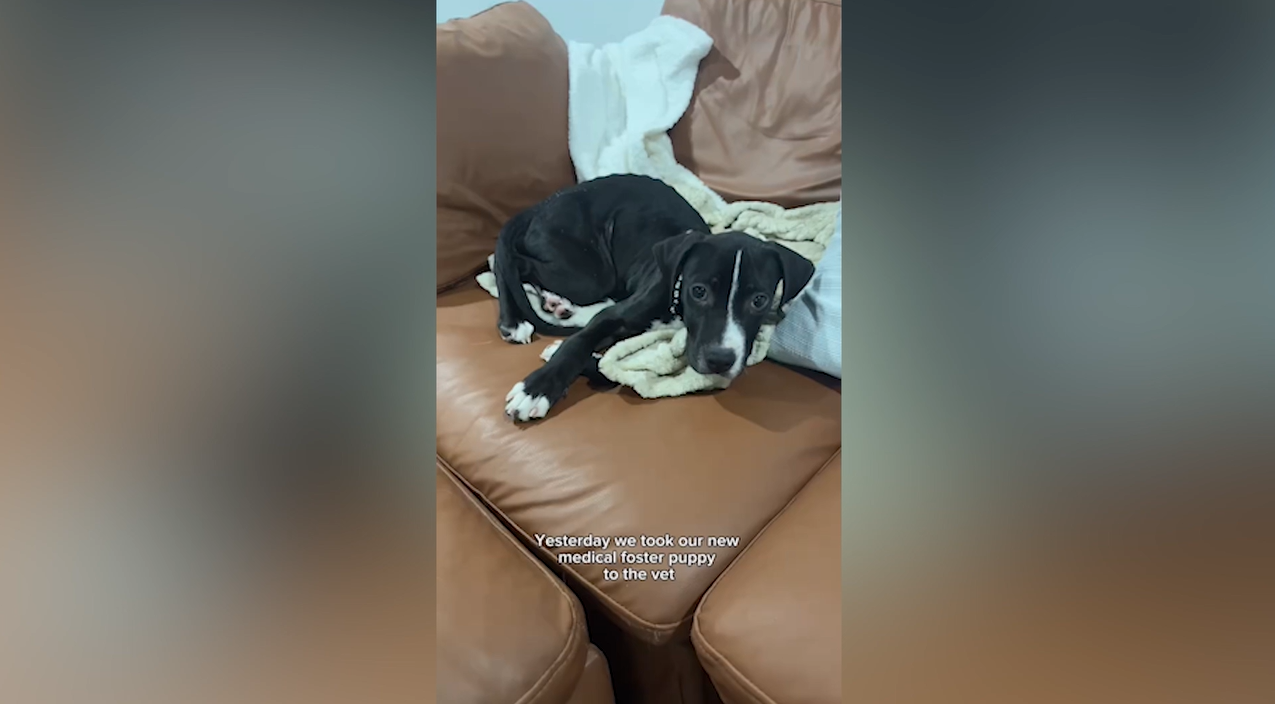 Woman Takes New Foster Puppy To Vet, Surprised By What They Learn<br><br>