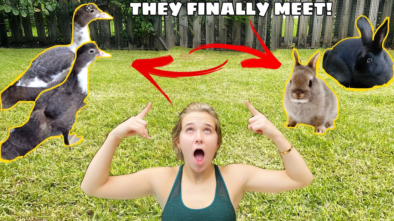 What happens when baby rabbits and ducklings meet?