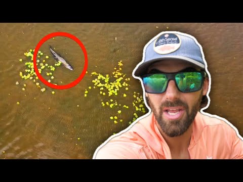 After 20 years I finally find the lake monster