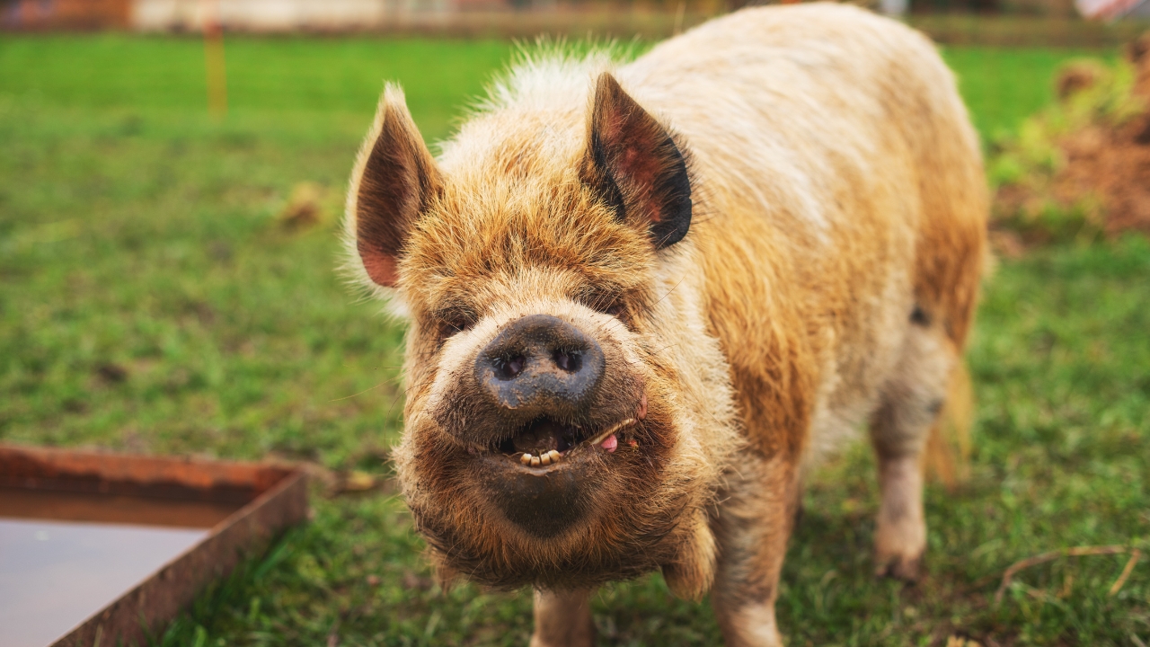 8 unusual livestock breeds that actually pay off