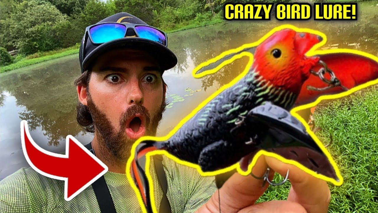 do-bass-eat-birds-exploring-wild-fishing-mysteries