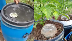 Mengapa Tong Sampah Perlu Dibuka? Jawaban Soal ANBK Kelas 5 SD