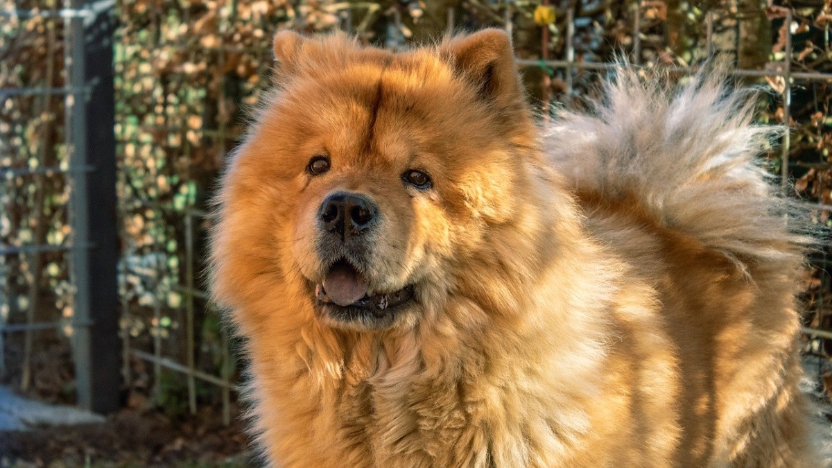 What Dog Breeds Live the Shortest: Surprising Lifespan Facts