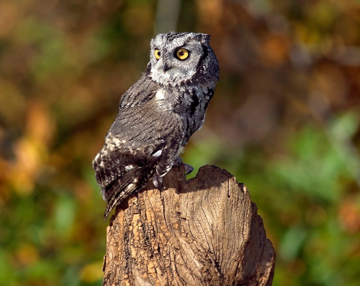 Screech-owl facts: Everything you should know