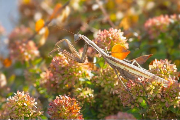 Praying mantises are looking for love. Why the insects are more ...