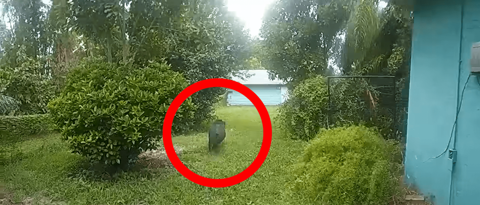 ‘Bring The Rope!’: Watch Deputies Attempt To Catch Boar After It Goes ...