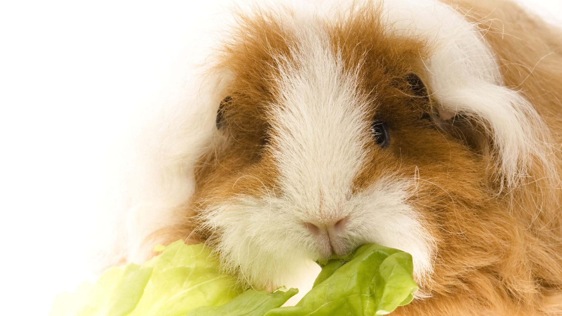 View of 9 Things Guinea Pigs Cannot Eat