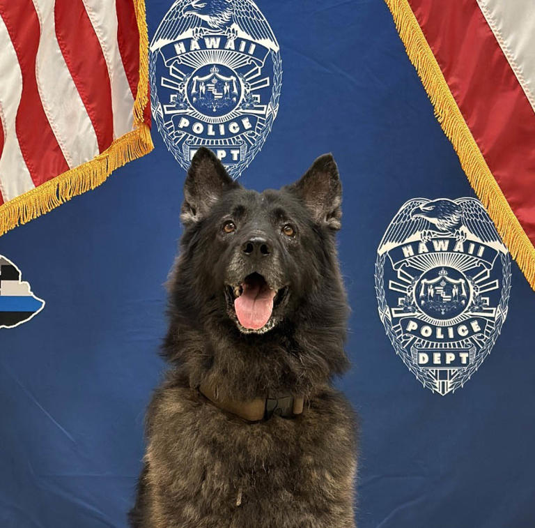 ‘Handsome’ Hawaiian police dog dies after being left in hot car by handler(02)