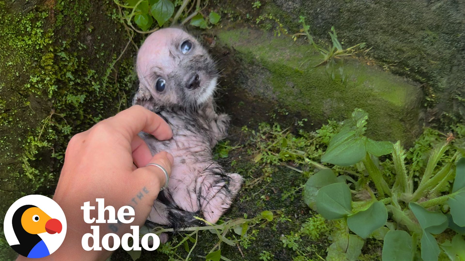 Tiniest Shivering Puppy Rescued From The Freezing Cold