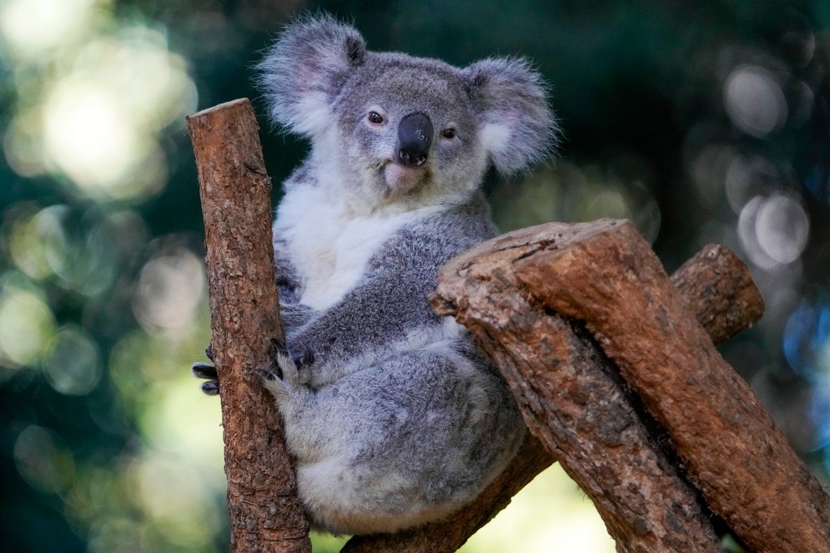 Worldfirst vaccine approved to save koalas from deadly chlamydia epidemic
